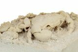 Fossil Crab (Potamon) Preserved in Travertine - Turkey #242887-3